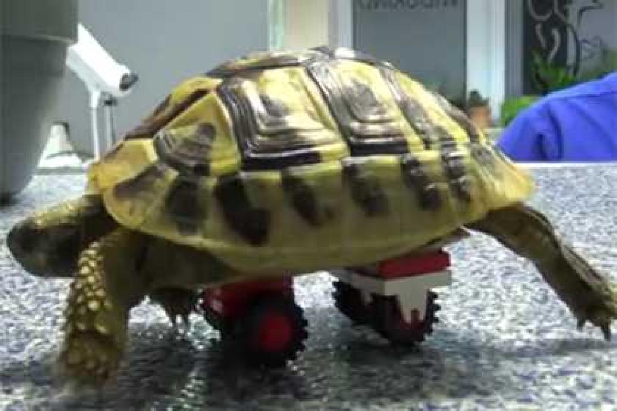 Ветеринары придумали для больной черепахи "ходунки" из Lego