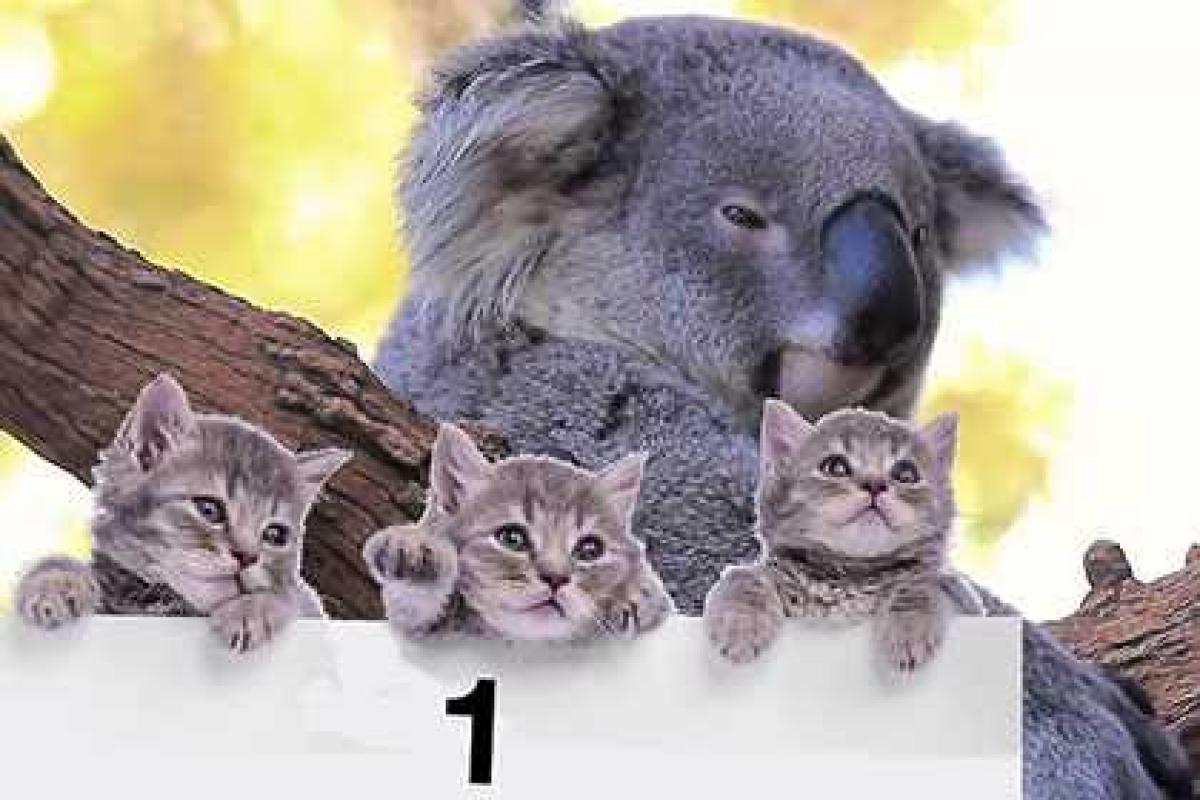 Рейтинг самых милых животных 2014 года по версии журнала Nature Рейтинг самых милых животных 2014 года по версии журнала Nature