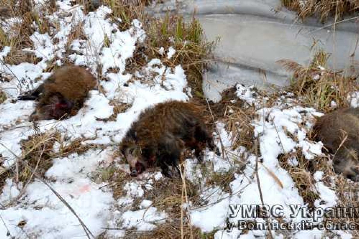 На Волыни "на горячем" задержали браконьера