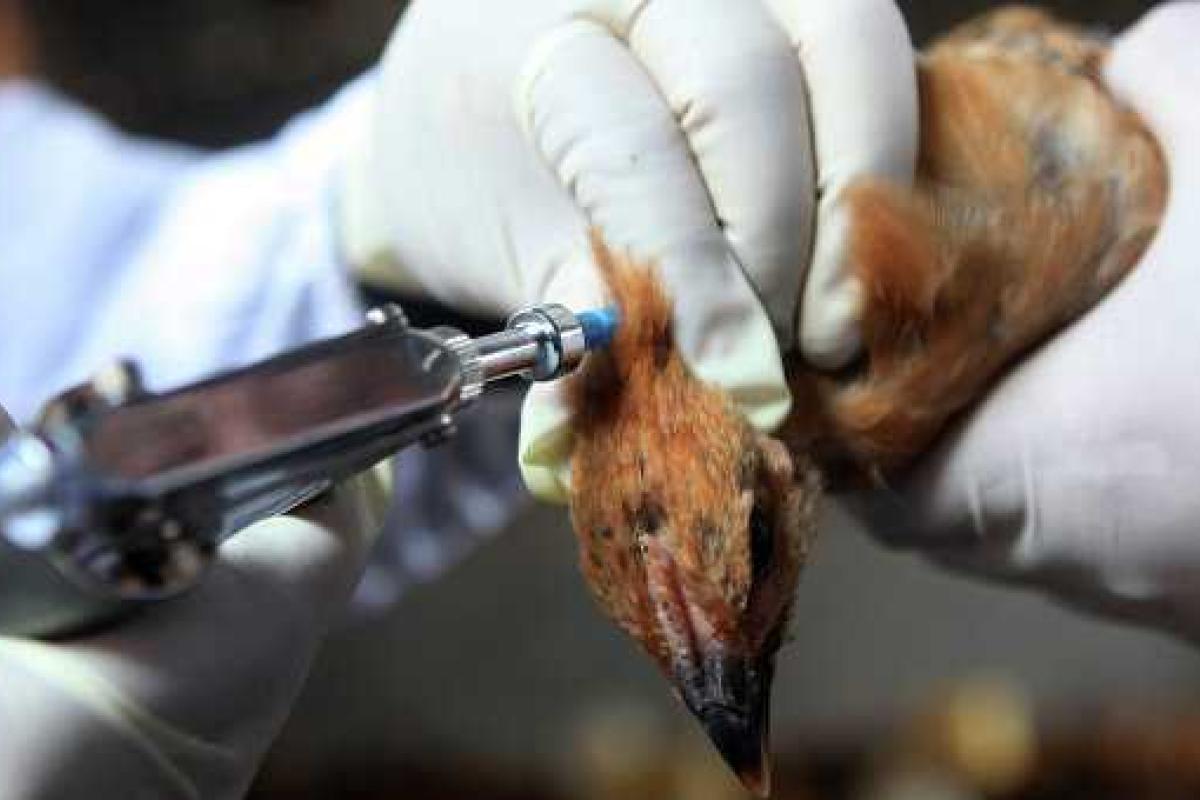 Южная Корея запретила импорт курятины из США