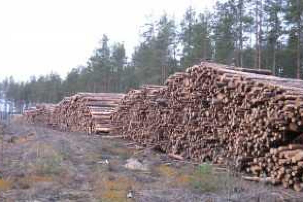 В Украине назрела необходимость принятия законопроекта о запрете экспорта украинской древесины