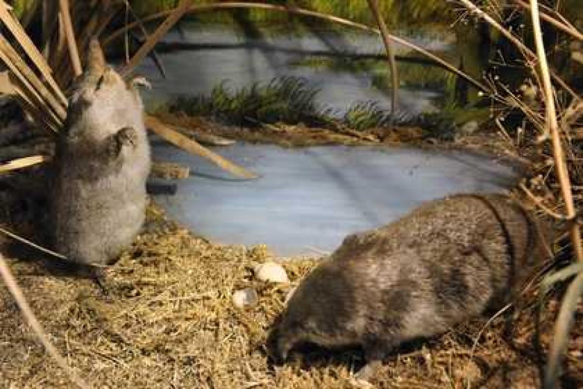 В России решили объявить войну норке из США