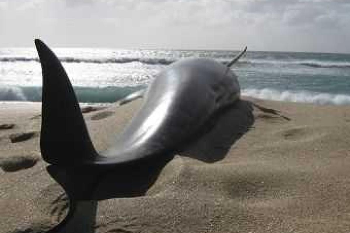 Массовое "самоубийство" дельфинов произошло на Южном острове в Новой Зеландии 