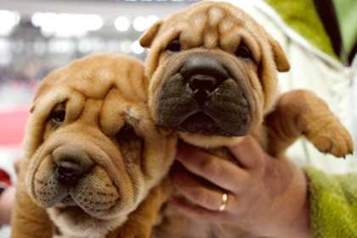 Жительница Подмосковья превратила 2-комнатную квартиру в питомник по разведению собак