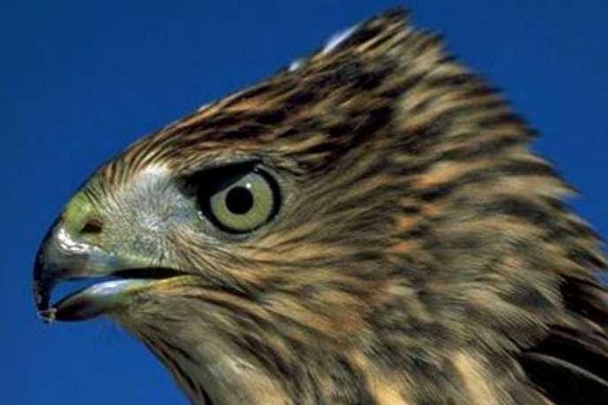 Самой токсичной птицей на планете назван ястреб Купера