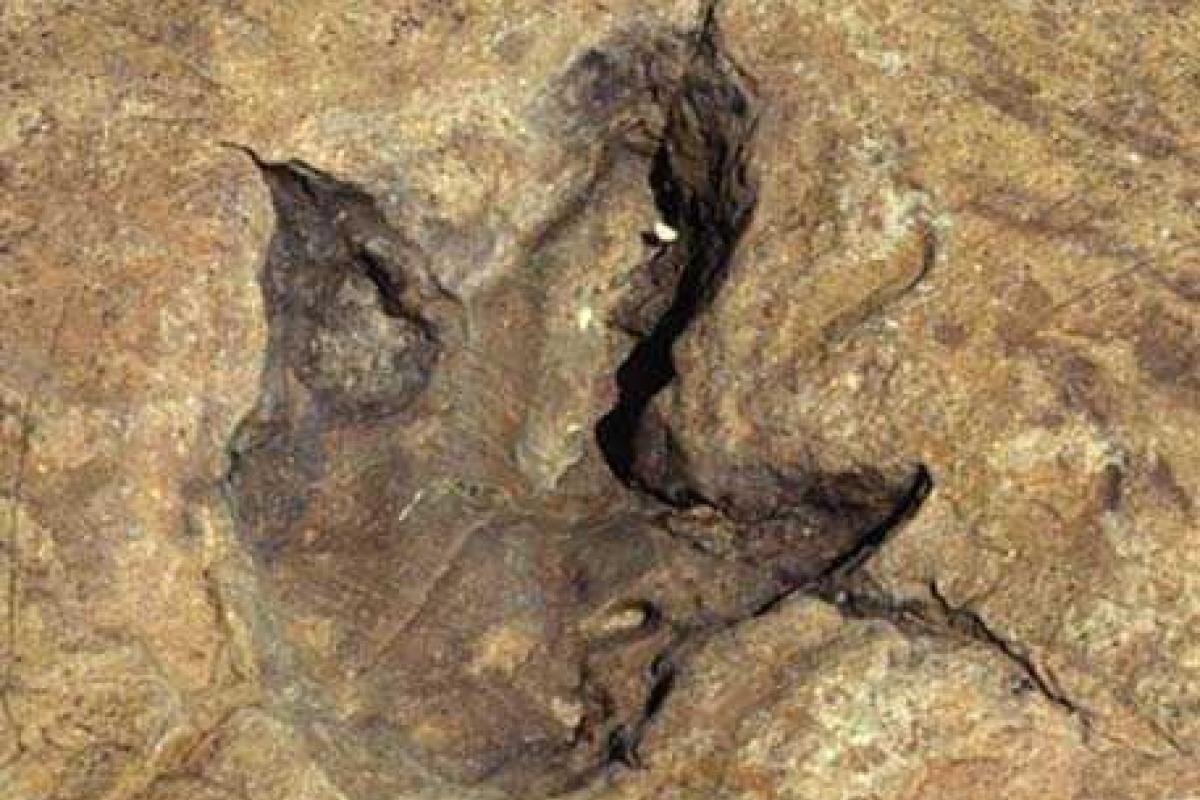 Обнаружена тропа, по которой более 100 млн лет назад прогуливались динозавры