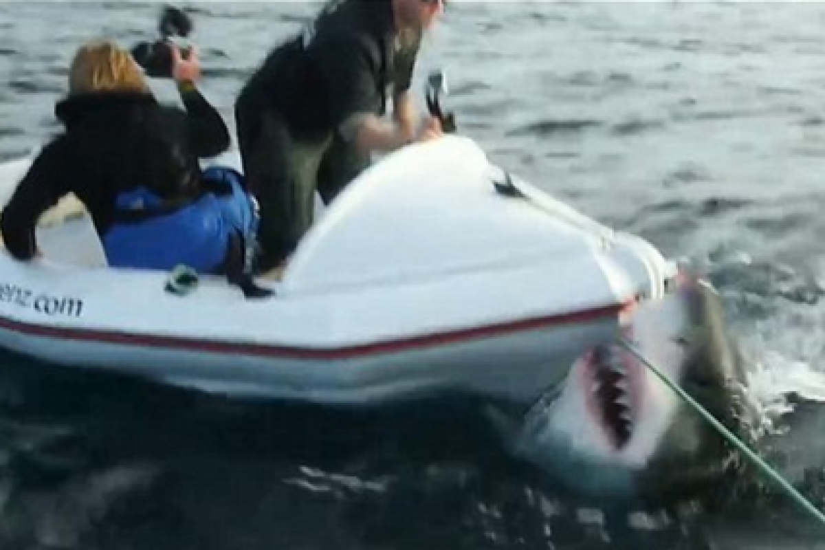 Съемки у берегов Новой Зеландии могли закончиться для исследователей трагически Съемки у берегов Новой Зеландии могли закончиться для исследователей трагически