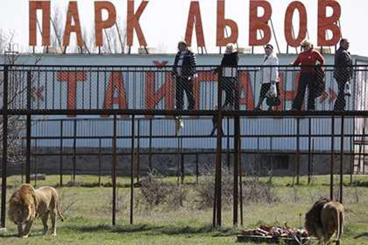 Львов из сафари-парка в Крыму будут охранять от украинских националистов Львов из сафари-парка в Крыму будут охранять от украинских националистов