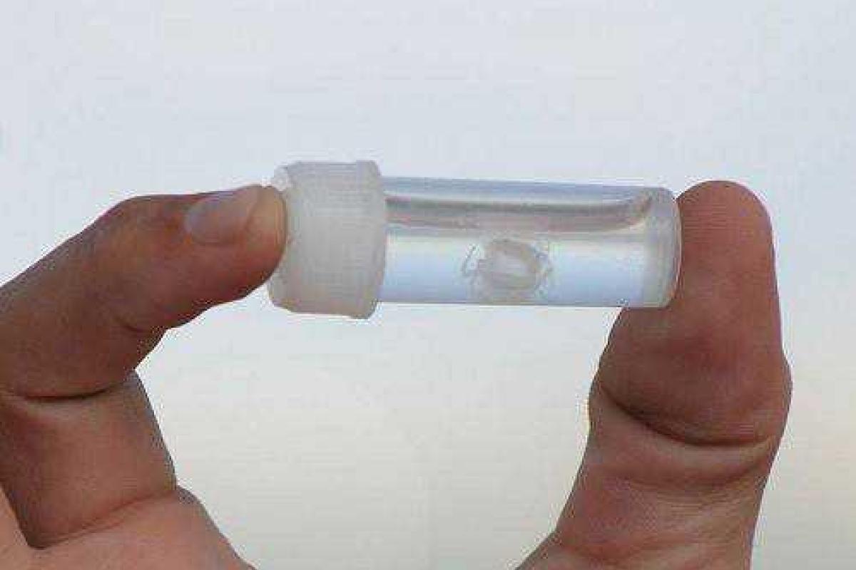 Крошечные медузы, несущие смерть Крошечные медузы, несущие смерть