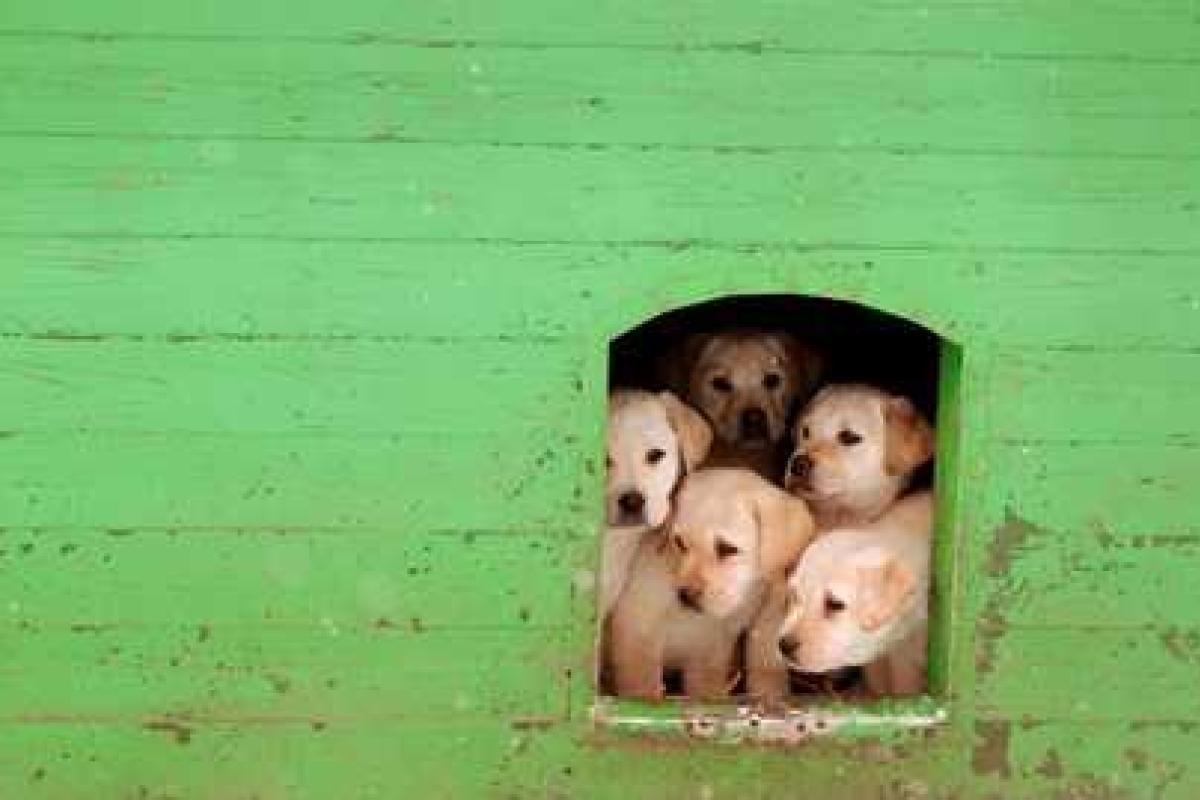 В британском университете проведут акцию "для утомленных студентов" 