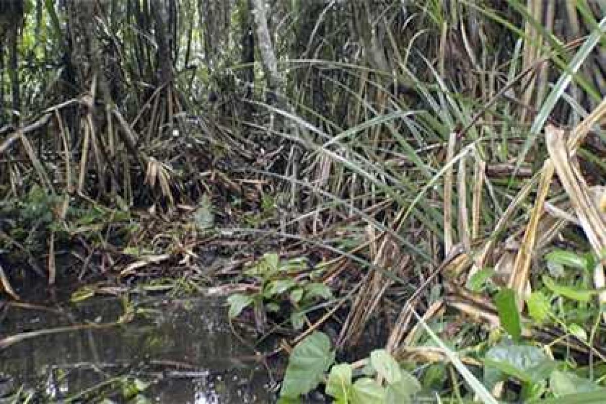 Обнаружено растение, которое подсказывает, где можно найти алмазы Обнаружено растение, которое подсказывает, где можно найти алмазы