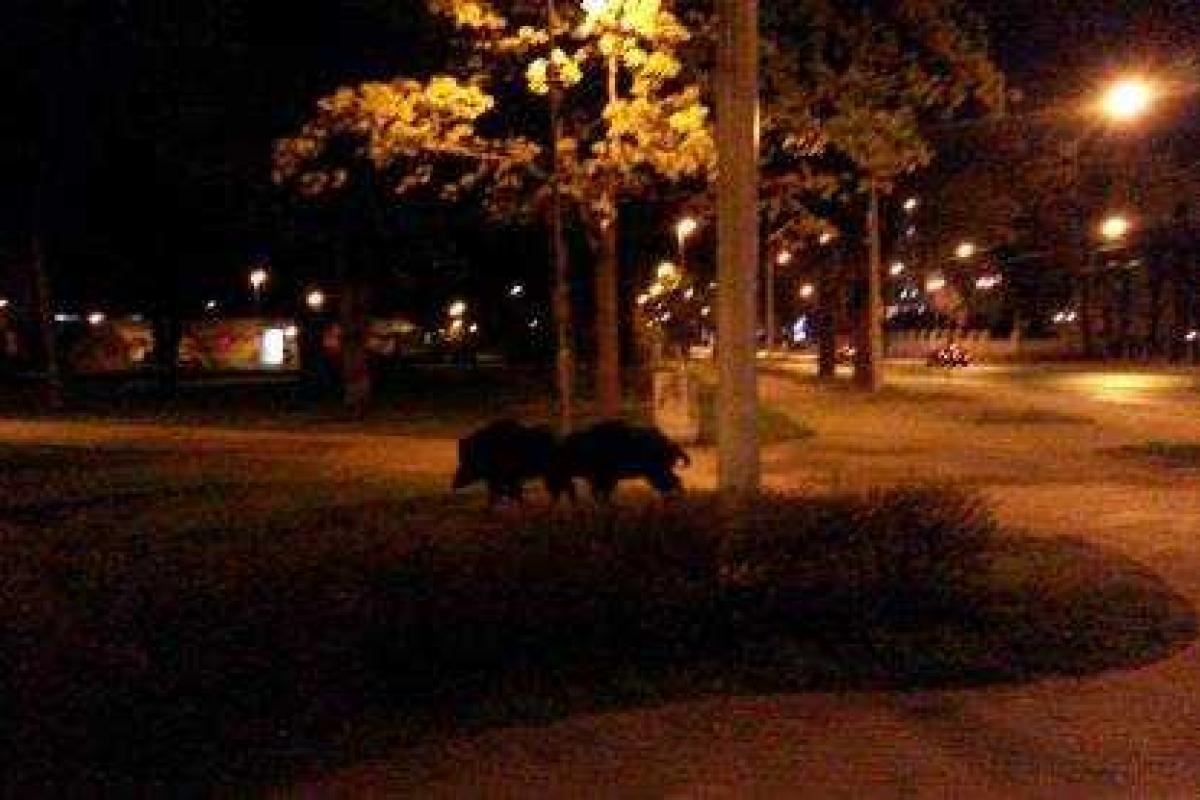 В Риге муниципальная полиция и ветеринары ловили кабанов, гуляющих по городу В Риге муниципальная полиция и ветеринары ловили кабанов, гуляющих по городу