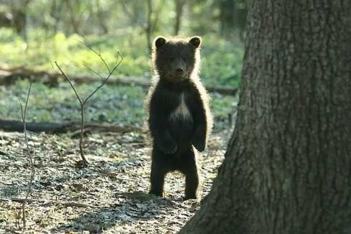 Гулявшего по Тбилиси медвежонка вернули в зоопарк Гулявшего по Тбилиси медвежонка вернули в зоопарк