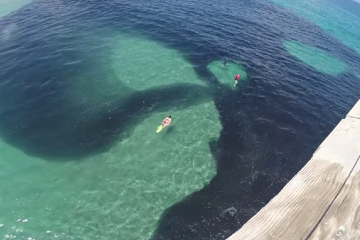 К берегу Ла-Холья приплыл косяк рыбы, удивив и обрадовав местных жителей К берегу Ла-Холья приплыл косяк рыбы, удивив и обрадовав местных жителей