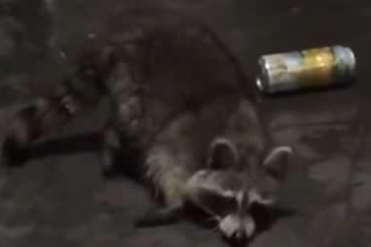 Дорвался: пьяный енот провел ночь на складе пива