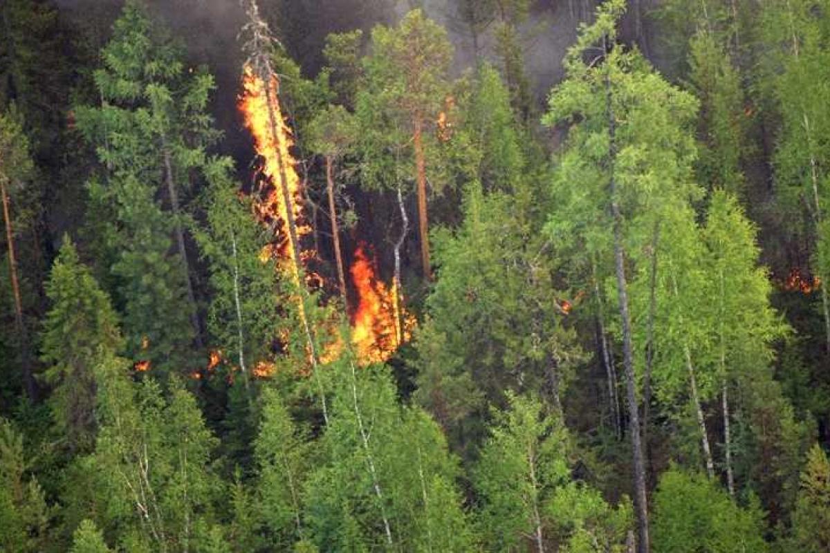 В пригороде Улан-Удэ военные учения привели к масштабному лесному пожару В пригороде Улан-Удэ военные учения привели к масштабному лесному пожару