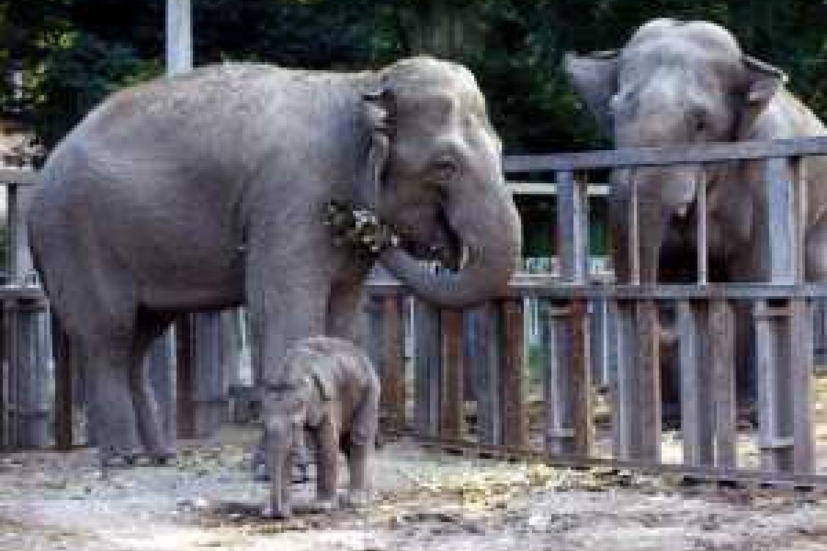 Одесский зоопарк готов помочь коллегам в Тбилиси в восстановлении коллекции животных