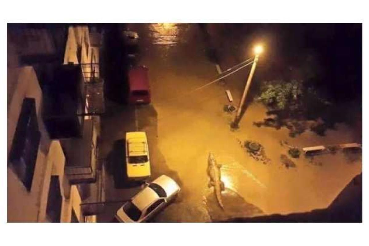 В Тбилиси продолжается операция по отлову животных, сбежавших из зоопарка В Тбилиси продолжается операция по отлову животных, сбежавших из зоопарка