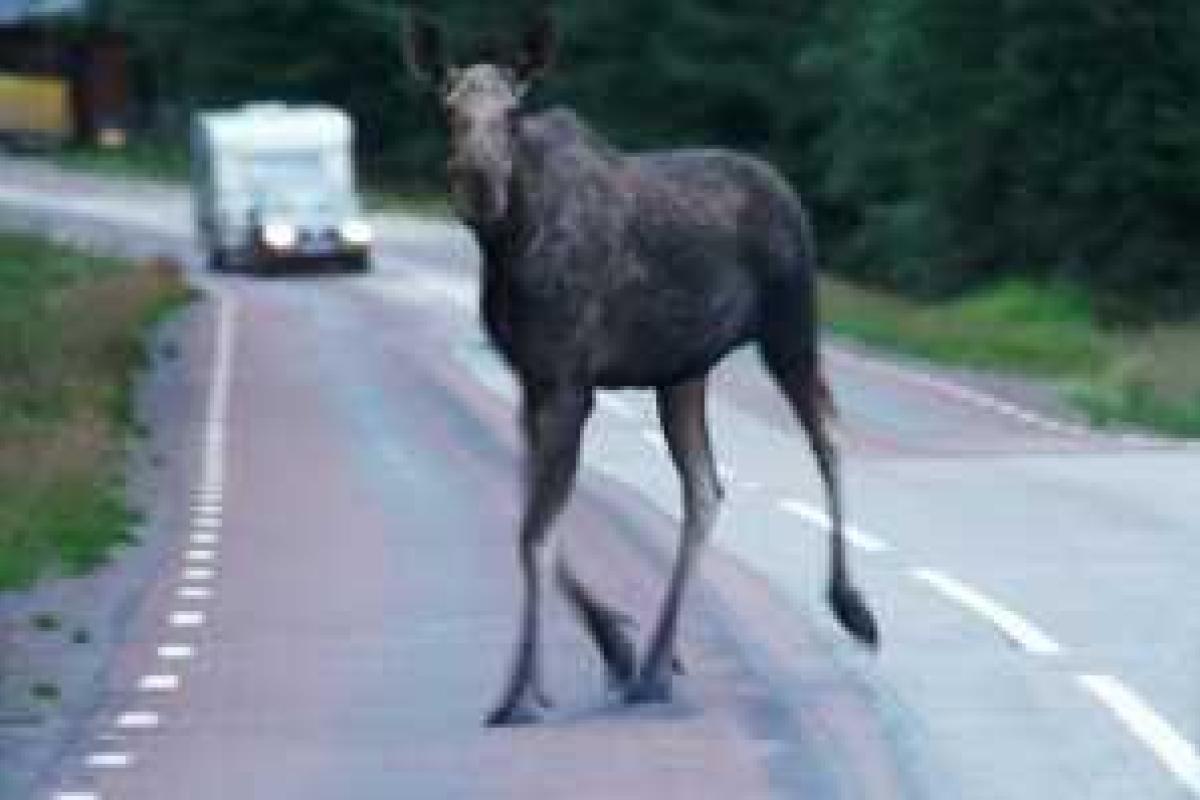 В ДТП под Питером погиб водитель автомобиля Audi, на который упал лось В ДТП под Питером погиб водитель автомобиля Audi, на который упал лось