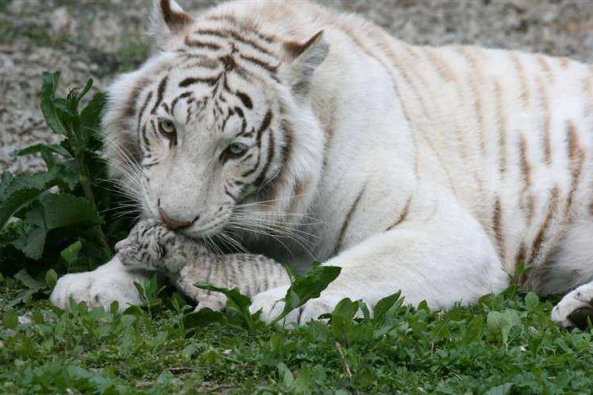 Тигрюля в Ялтинском зоопарке отказалась вскармливать своих малышей Тигрюля в Ялтинском зоопарке отказалась вскармливать своих малышей