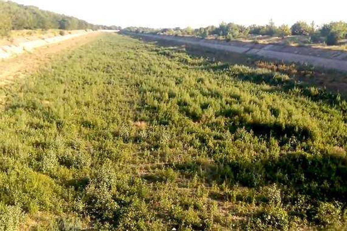 Где раньше бежала живительная вода для крымчан, колосится бурьян и топчется скот Где раньше бежала живительная вода для крымчан, колосится бурьян и топчется скот