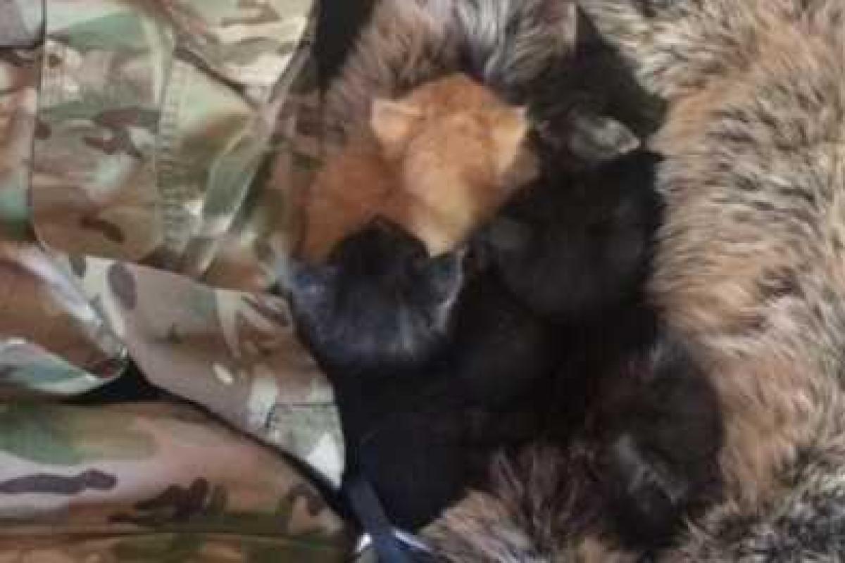 Человечность на фоне боли и смерти: бойцы	"Азова" ищут "хорошие руки" для осиротевших котят Человечность на фоне боли и смерти: бойцы	"Азова" ищут "хорошие руки" для осиротевших котят