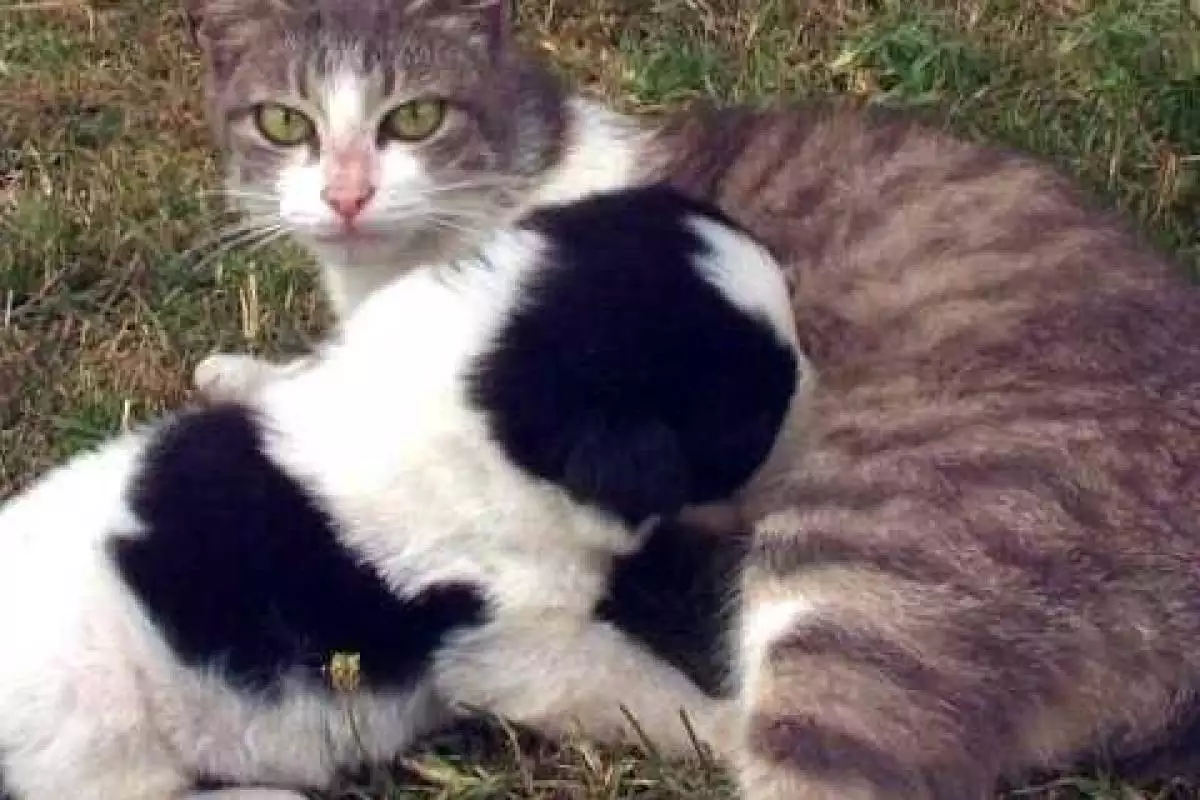 В Грузии у матери-кошки родился щенок В Грузии у матери-кошки родился щенок