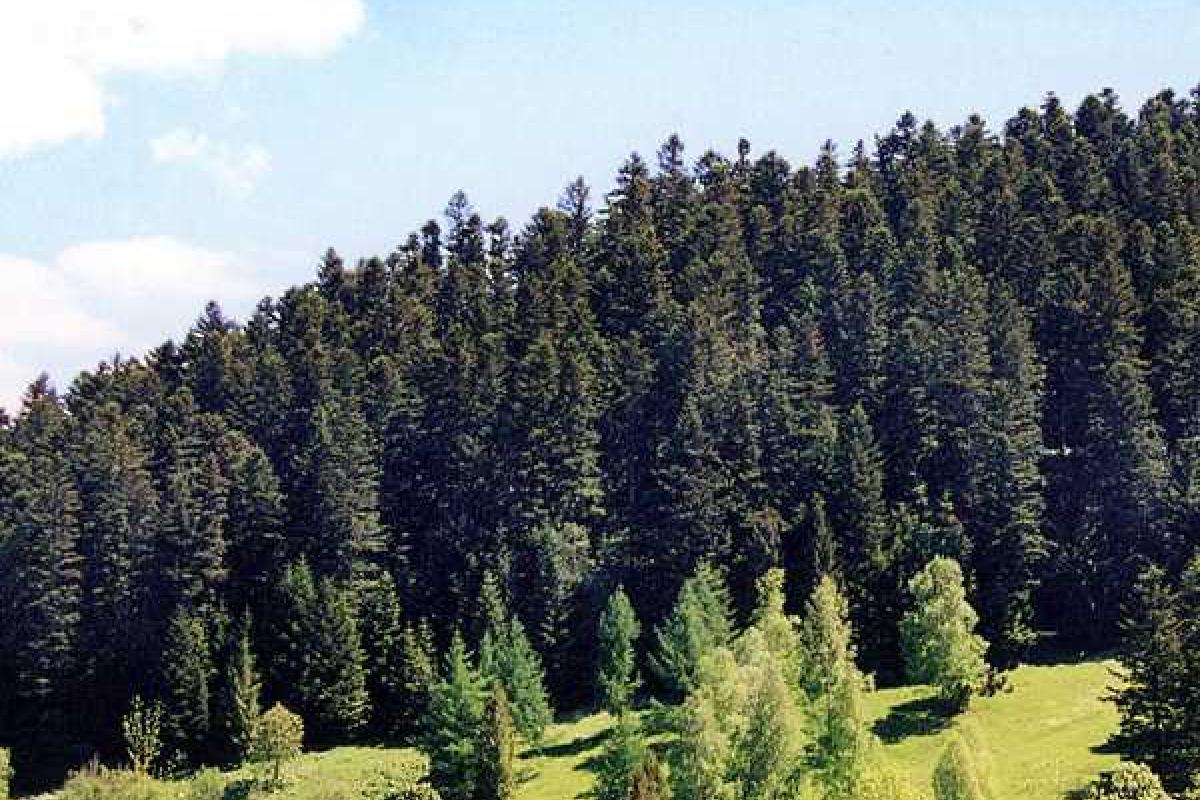 Тема на перспективу: лесное будущее Луганщины Тема на перспективу: лесное будущее Луганщины