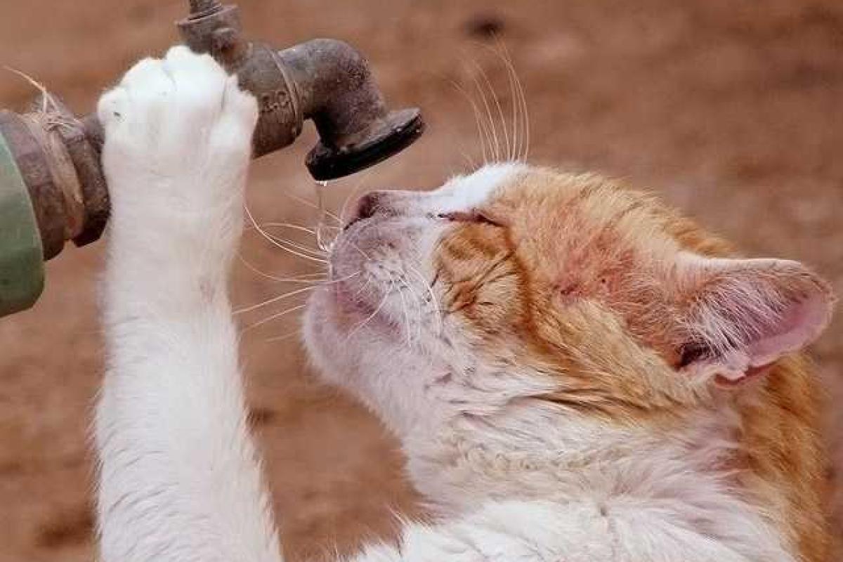 Жители ЛНР вновь остались без воды, благодаря своим "освободителям" Жители ЛНР вновь остались без воды, благодаря своим "освободителям"