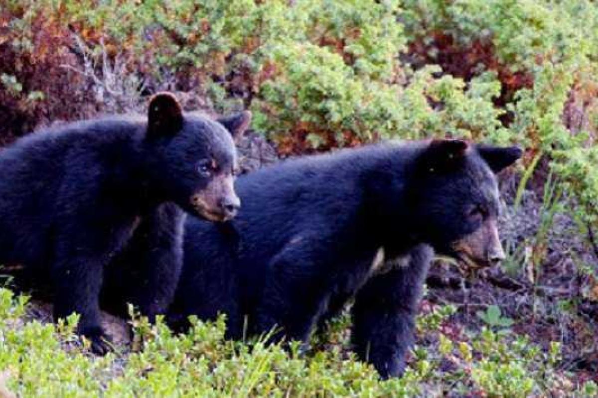 Чуть-чуть ошибся: в Китае мужчина вместо собак купил двух медвежат