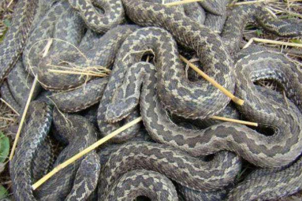 В Украине сложилась катастрофическая ситуация с вакциной от укусов змей