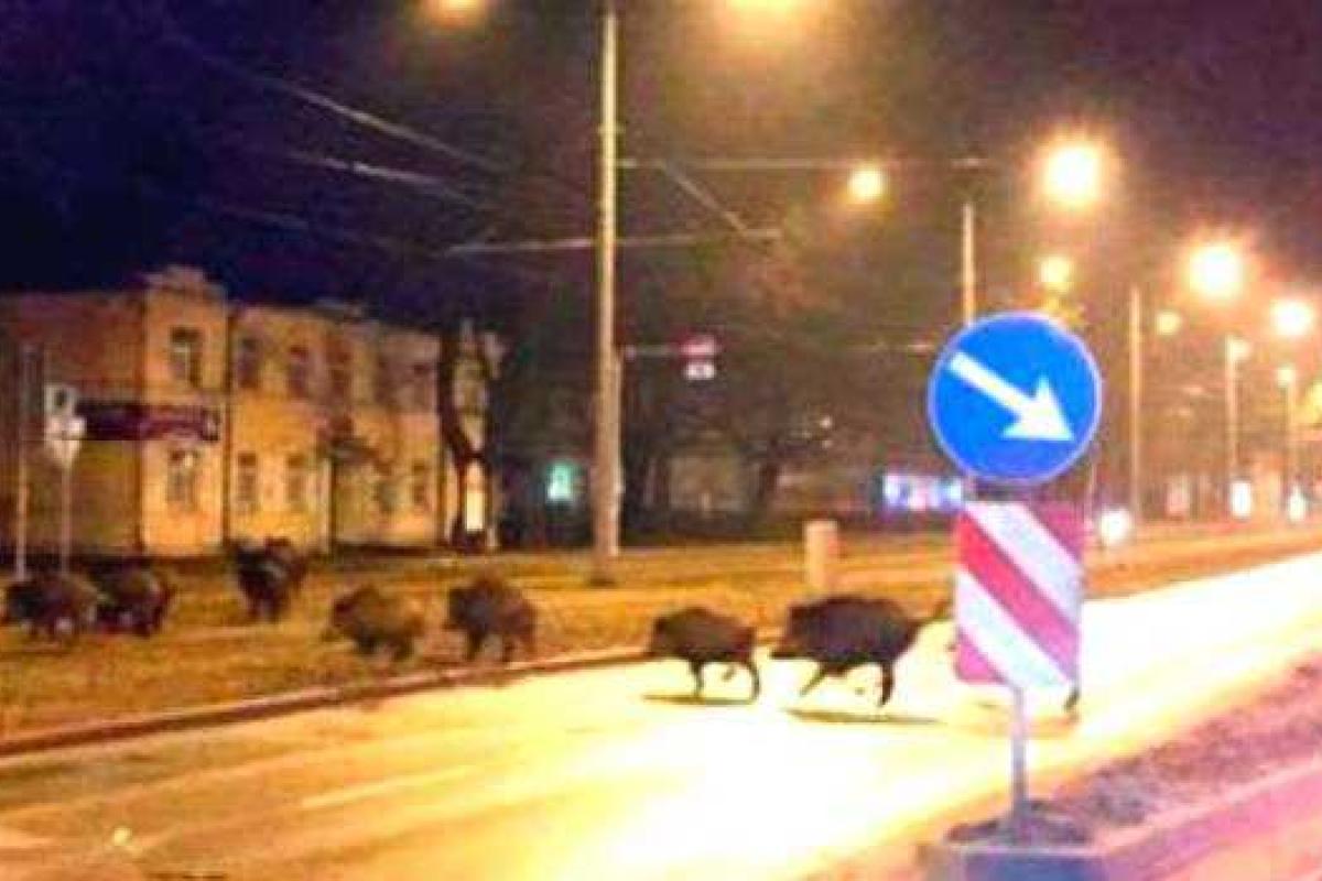 Жители Риги все чаще стали встречать на улицах города необычных "прохожих"