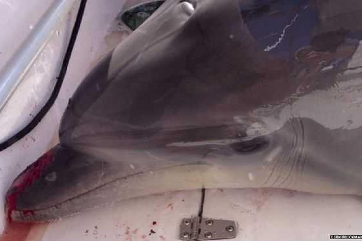 В Калифорнии дельфин "решил покататься" в лодке, испугав и покалечив отдыхающих