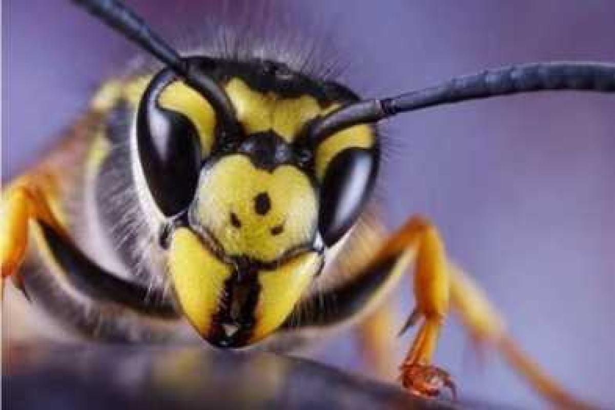 На Донетчине участились случаи "нападений" на людей пчел и ос