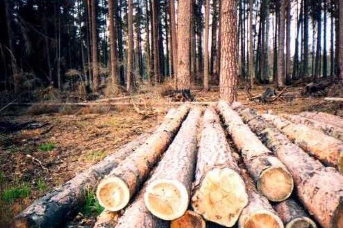 Подписан закон о моратории на экспорт леса из Украины