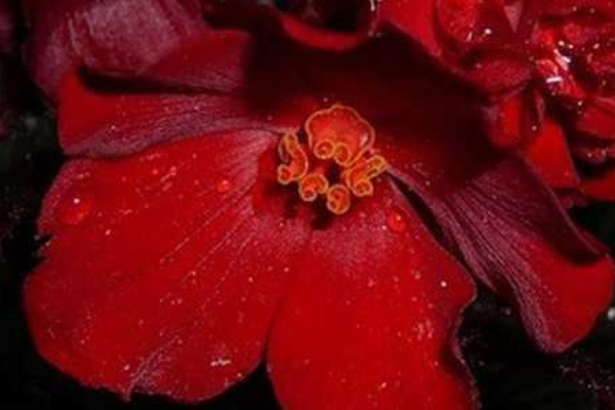 На цветочную выставку в Москве везут из КНДР кимирсению и кимченирию На цветочную выставку в Москве везут из КНДР кимирсению и кимченирию