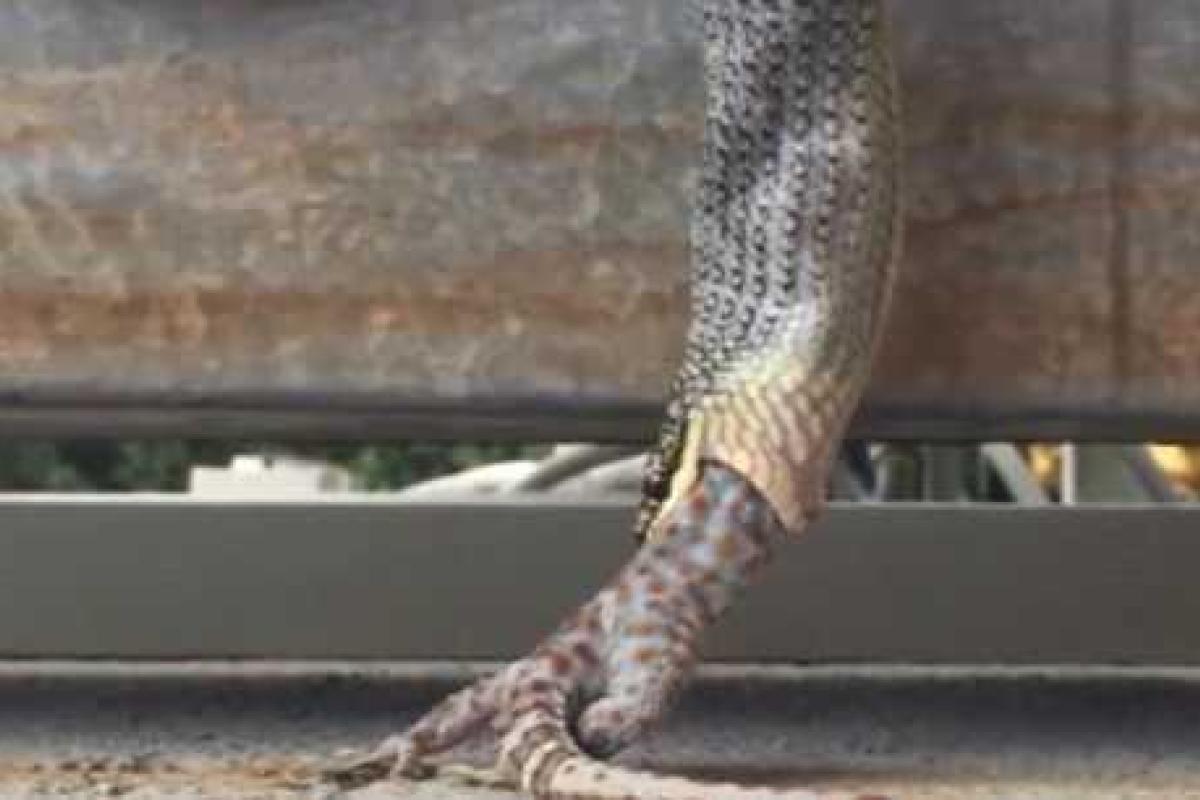 Случайный свидетель снял на камеру как змея проглотила огромного геккона Случайный свидетель снял на камеру как змея проглотила огромного геккона