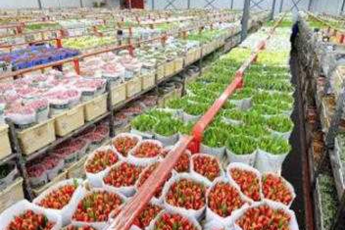 Голландским цветам придется "очень постараться", чтобы попасть в Россию