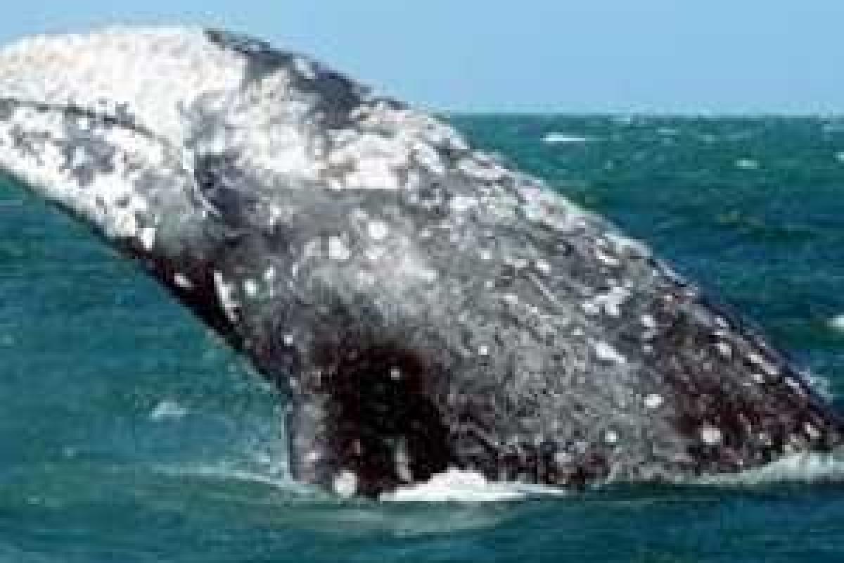 Освобожденный из рыболовных сетей кит долго провожал спасителей, благодаря за помощь