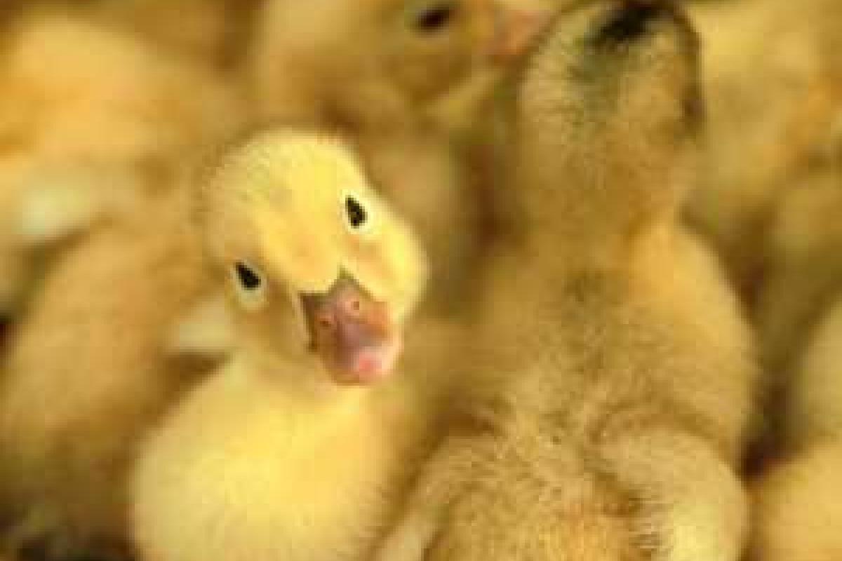 Белгородские таможенники задержали украинских утят, которых впоследствии усыпили и сожгли Белгородские таможенники задержали украинских утят, которых впоследствии усыпили и сожгли