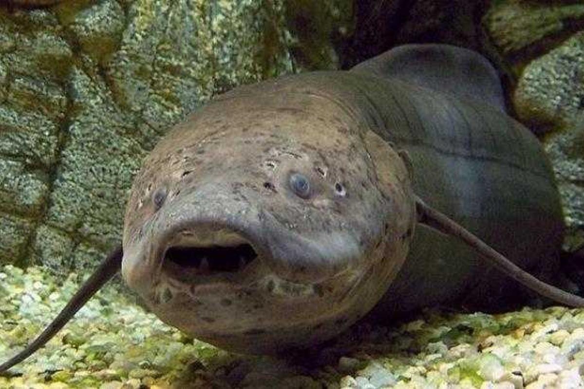 Ученые обнаружили рыбу, которая несколько лет может жить без еды и воды Ученые обнаружили рыбу, которая несколько лет может жить без еды и воды