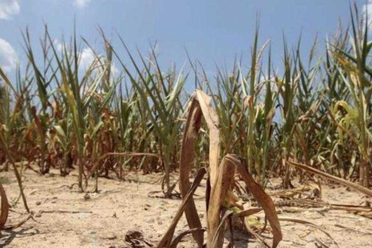 Продовольственный кризис в Крыму: миф или реальность Продовольственный кризис в Крыму: миф или реальность