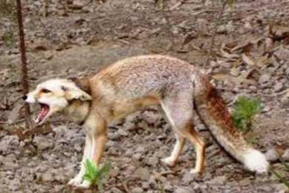 На Донбасс надвигается бешенство - Шахов