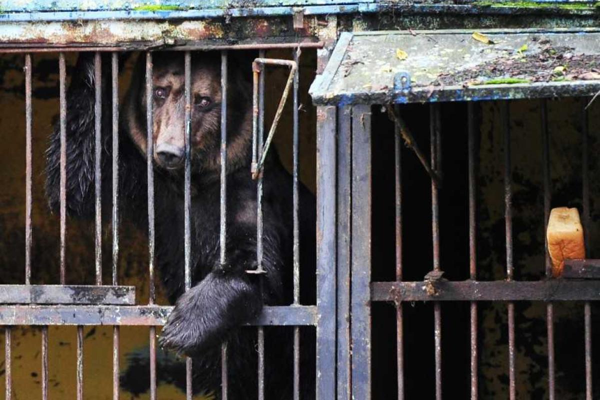 В российском Приморье трагедия: из-за наводнения в зоопарке утонули десятки животных