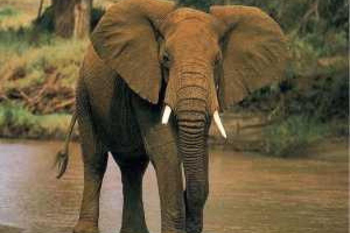 Голодный слон разбросал туристов, обедавших в африканском заповеднике