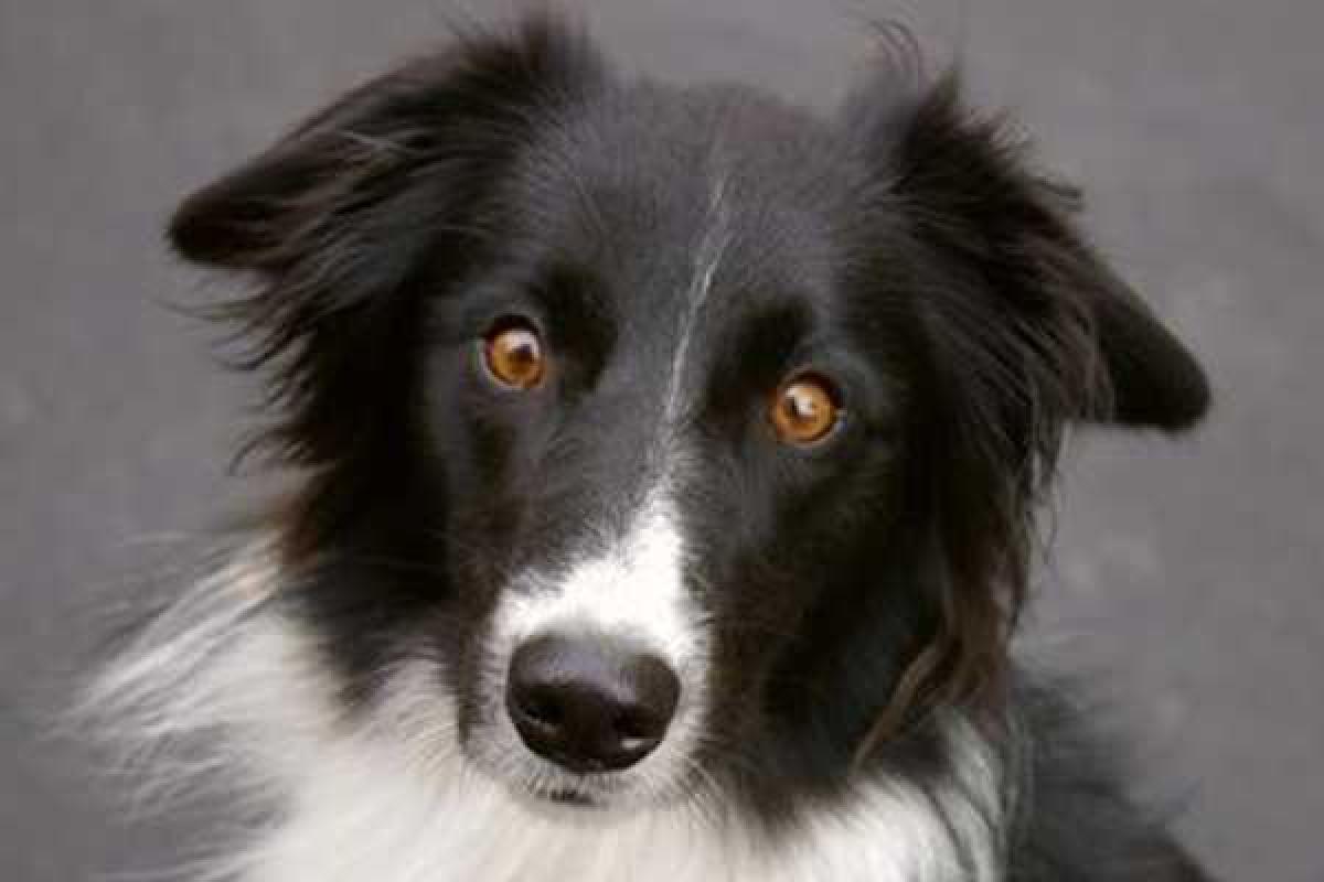 Покинув кресло градоначальника городка Рэббит Хэш, собака-мэр претендует на трон президента США Покинув кресло градоначальника городка Рэббит Хэш, собака-мэр претендует на трон президента США