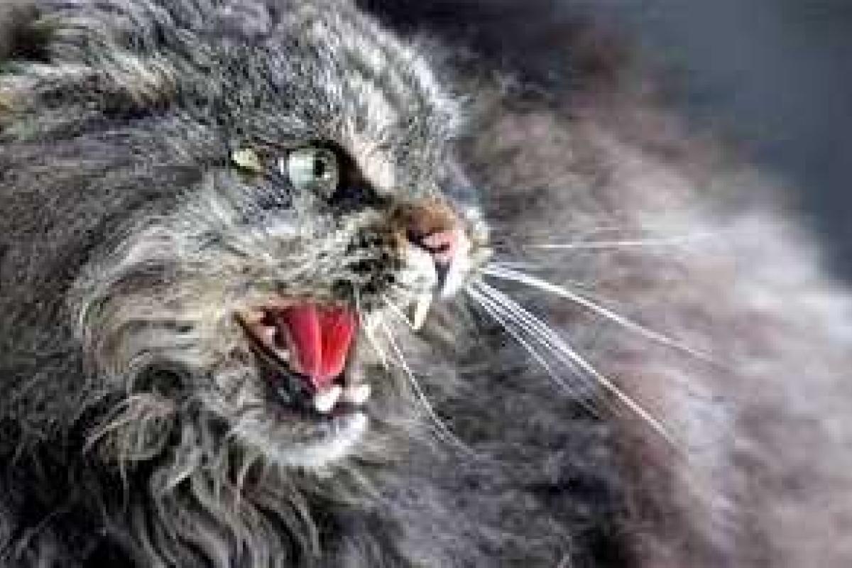 В Красноармейске на Донетчине ввели карантин в связи с участившимися случаями заболевания бешенством