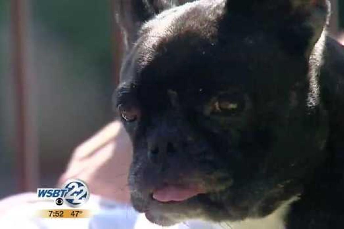 Пользователей Сети покорил маленький пес, храбро прогнавший двух медведей