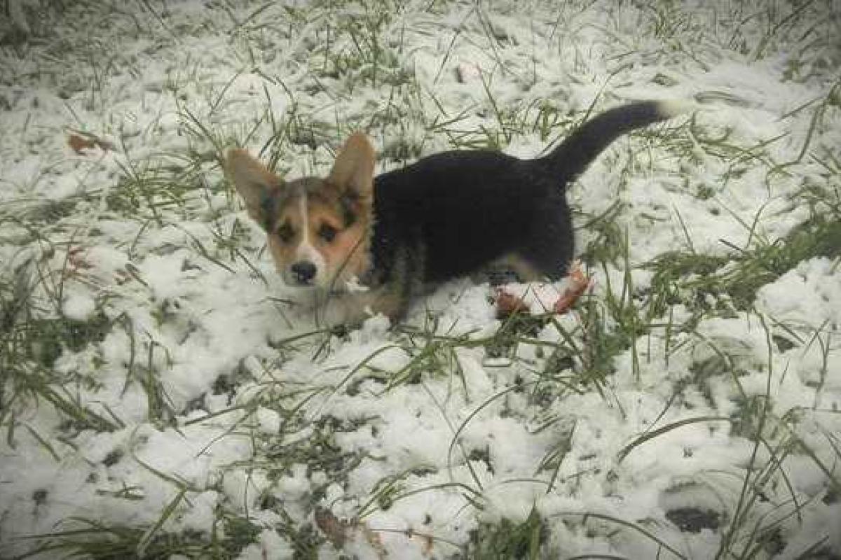 Осенний сюрприз для москвичей: город засыпало снегом Осенний сюрприз для москвичей: город засыпало снегом