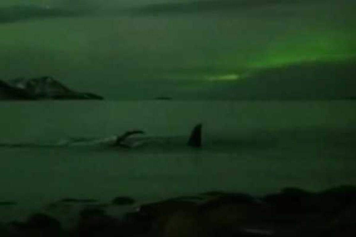 В Сеть попали уникальные кадры плавающих китов под Северным сиянием